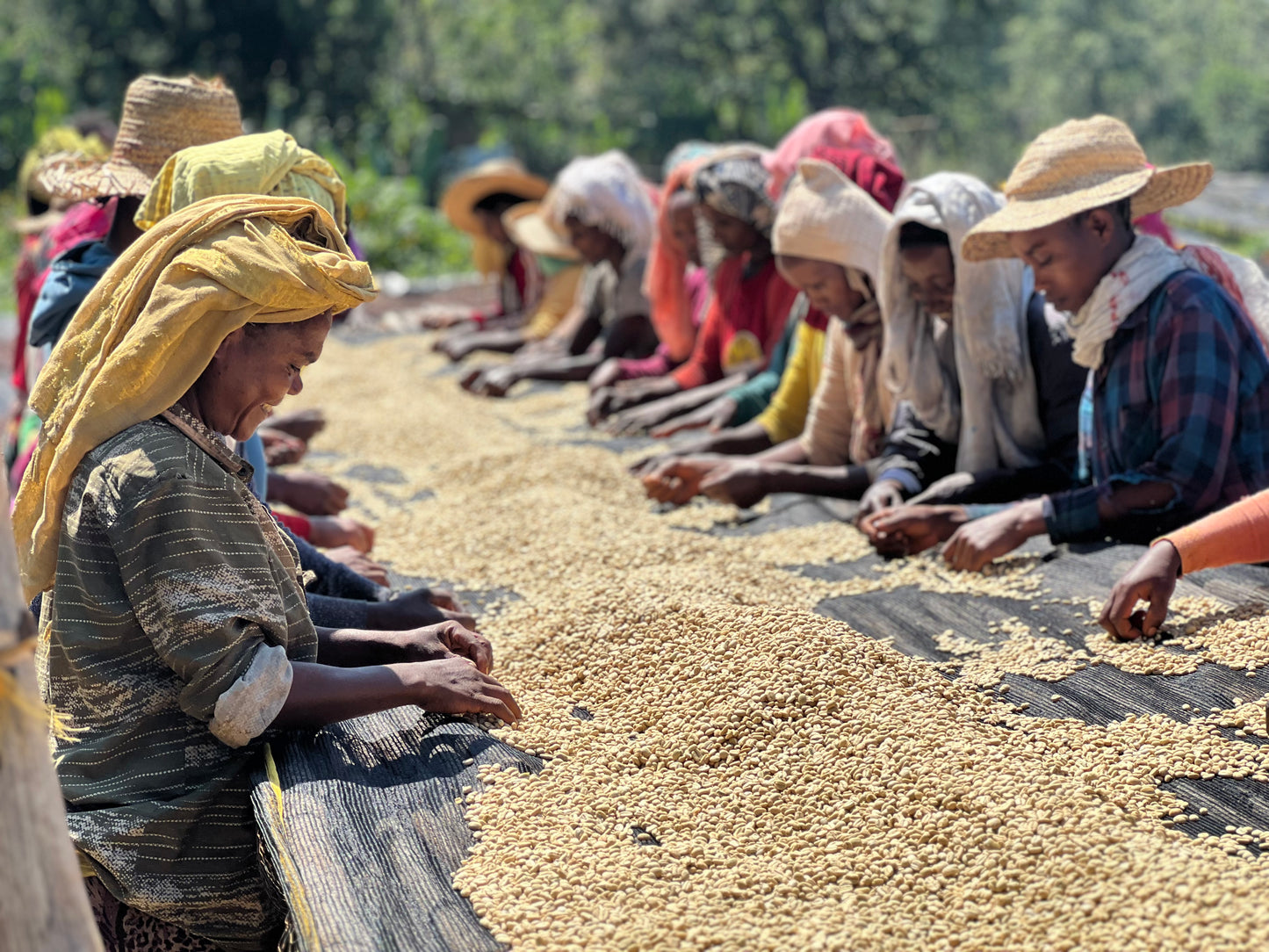 Ethiopia Shakiso Hadeso