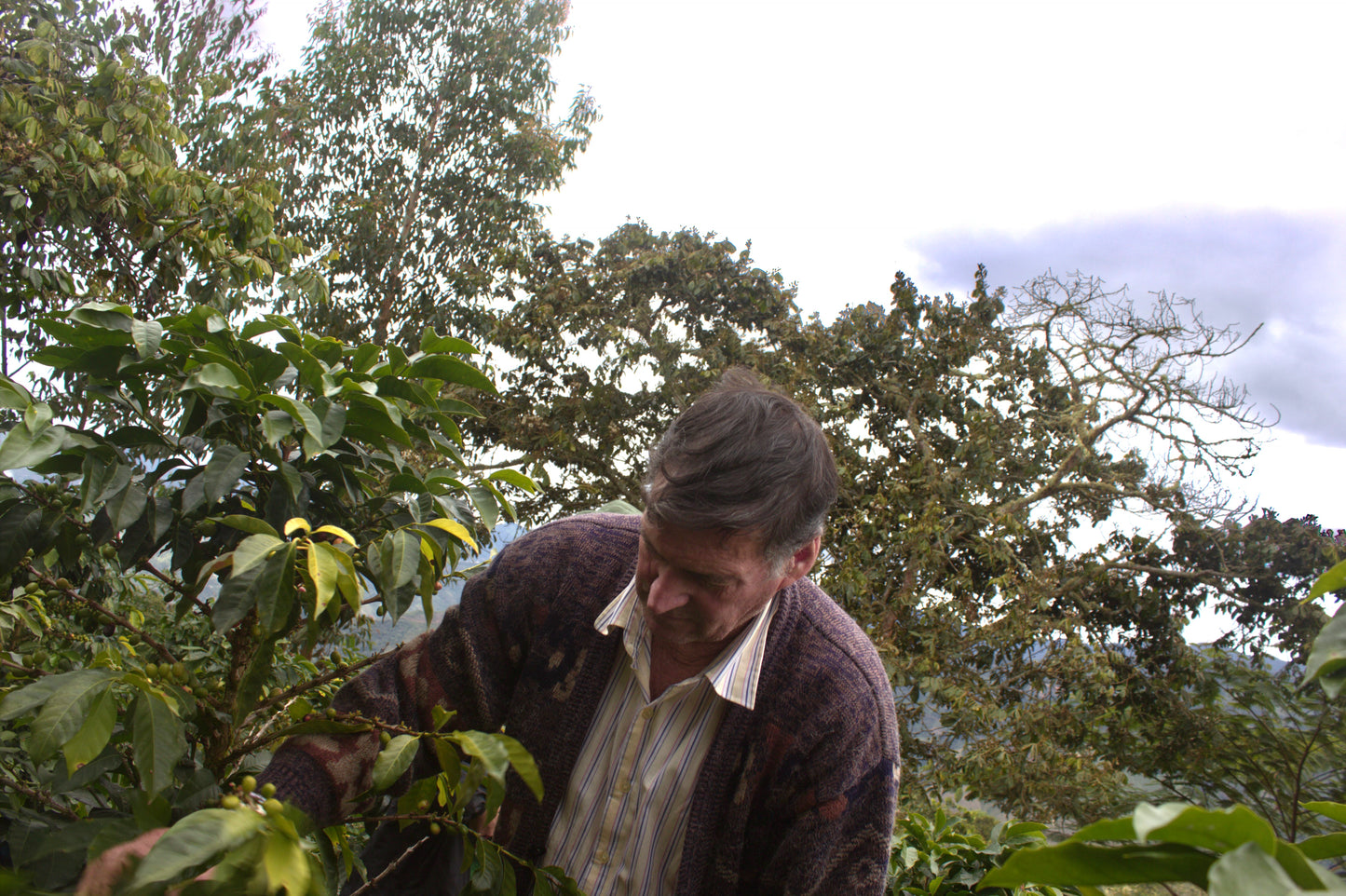Peruvian coffee farmer Sergio Palermo picks coffee from his farm.