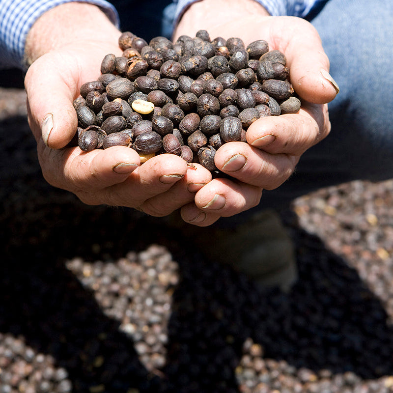 Costa Rica Finca Palmilera Geisha Natural