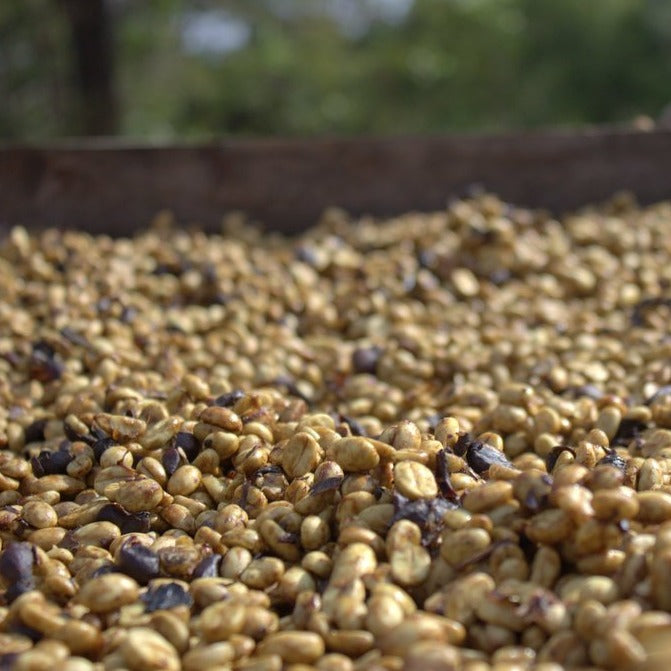 El Salvador Finca San Francisco