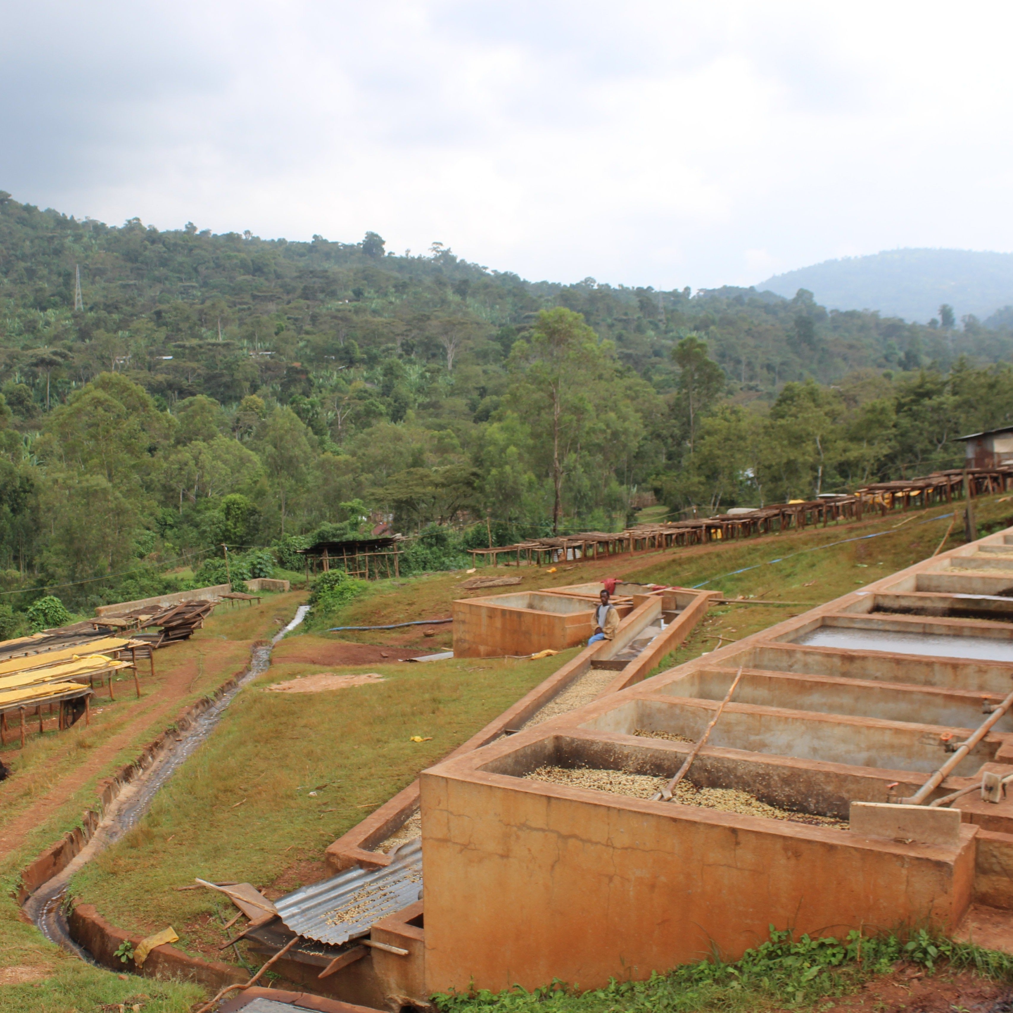 Ethiopia Konga Natural